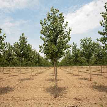 Image of Poplar Interior Ply